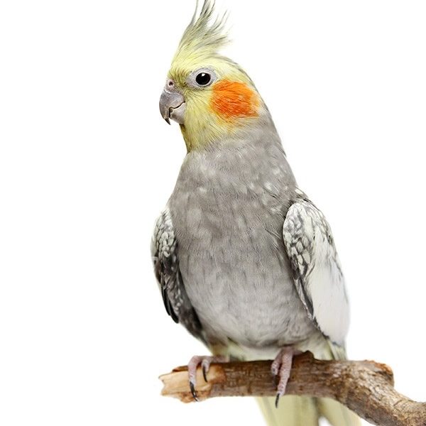 אזהרת מסע – הרפתקאותי עם התוכי של סייברוול!!!