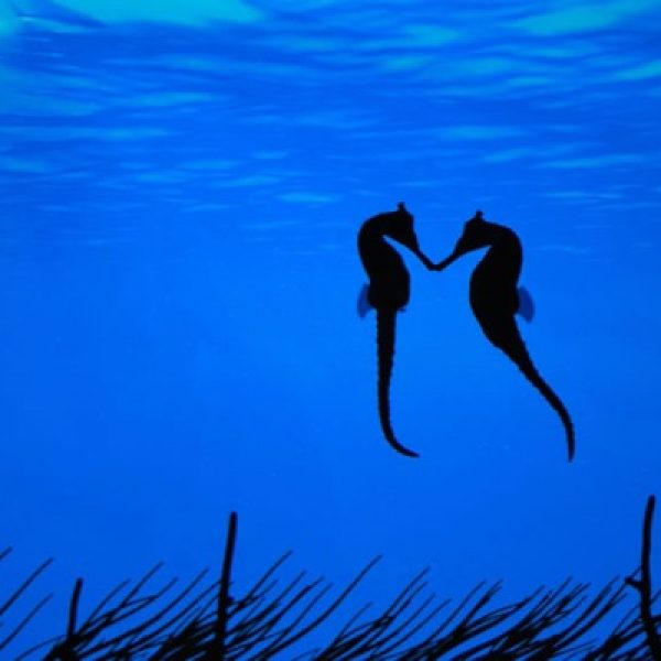 שִיחוֹת שֶל עִיצוּרִים וְשִיחוֹת שֶל תְּנוּעוֹת – הִתְגַּלוּתָם של סוּסוֹנֵי הַיָּם