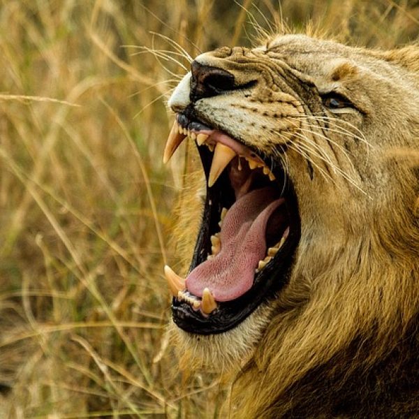 אֵיך מָצָאתִי אֶת הַשְאָגָה שֶלִי